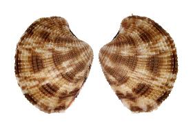 VENERIDAE LAMELLARIS - 37.70 mm - FINE+++/GEM - PHILIPPINES - BOHOL ISLAND