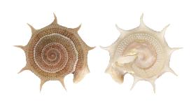 TURBINIDAE ACULEATUS - 47.10 mm - FINE+++/GEM - PHILIPPINES - ALIGUAY ISLAND