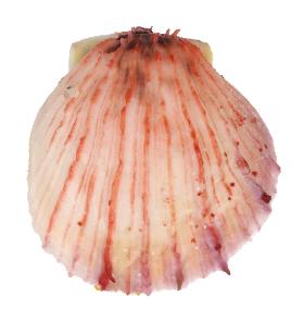 SPONDYLIDAE CANDIDUS - 53.10 mm - FINE+++ - PHILIPPINES - BOHOL ISLAND