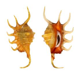 STROMBIDAE CROCATA - 112.20 mm - GEM - PHILIPPINES - SIQUIJOR ISLAND
