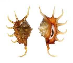 STROMBIDAE CROCATA - 107.00 mm - GEM - PHILIPPINES - SIQUIJOR ISLAND