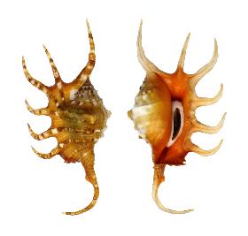 STROMBIDAE CROCATA - 127.10 mm - GEM - PHILIPPINES - SIQUIJOR ISLAND