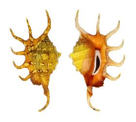 STROMBIDAE CROCATA - 129.10 mm - GEM - PHILIPPINES - SIQUIJOR ISLAND