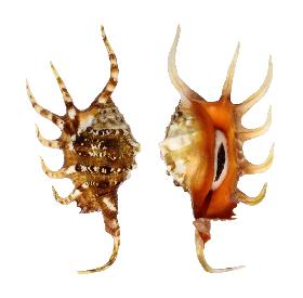 STROMBIDAE CROCATA - 127.20 mm - GEM - PHILIPPINES - SIQUIJOR ISLAND