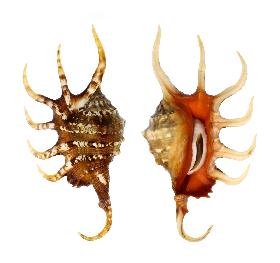 STROMBIDAE CROCATA - 138.30 mm - GEM - PHILIPPINES - SIQUIJOR ISLAND