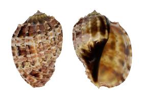 HARPIDAE MAJOR KAWAMURAI - 65.60 mm - GEM - PHILIPPINES - ZAMBOANGA , MINDANAO ISLAND