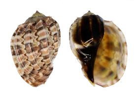 HARPIDAE MAJOR KAWAMURAI - 71.00 mm - GEM - PHILIPPINES - ZAMBOANGA , MINDANAO ISLAND