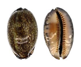 CYPRAEIDAE ARABICA ASIATICA - 59.00 mm - GEM - PHILIPPINES - LEYTE ISLAND , PINTUYAN