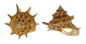 TURBINIDAE GIRGYLLUS - 65.50 mm - FINE+++/GEM - MALAYSIA - NORTH BORNEO