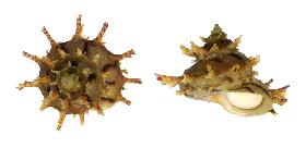 TURBINIDAE GIRGYLLUS - 65.10 mm - FINE+++/GEM - MALAYSIA - NORTH BORNEO