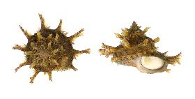 TURBINIDAE GIRGYLLUS - 69.30 mm - FINE+++/GEM - MALAYSIA - NORTH BORNEO