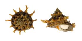 TURBINIDAE GIRGYLLUS - 60.90 mm - FINE+++/GEM - MALAYSIA - NORTH BORNEO