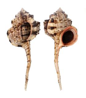 MURICIDAE HAUSTELLUM - 165.40 mm - FINE+++/GEM - PHILIPPINES - BOHOL ISLAND