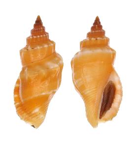 STROMBIDAE RADIANS - 32.90 mm - FINE+++/GEM - PHILIPPINES - BOHOL  ISLAND