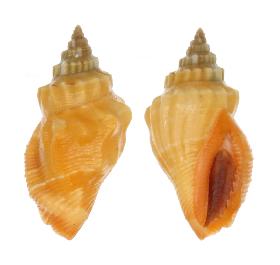 STROMBIDAE RADIANS - 29.20 mm - FINE+++/GEM - PHILIPPINES - BOHOL  ISLAND