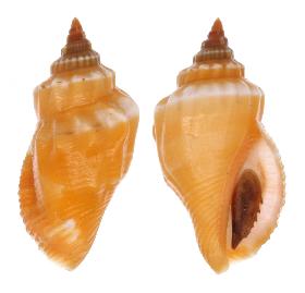 STROMBIDAE RADIANS - 31.50 mm - FINE+++/GEM - PHILIPPINES - BOHOL  ISLAND