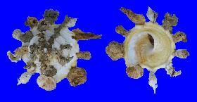 XENOPHORIDAE MEKRANENSIS KONOI - 114.00 mm - FINE+++/GEM - PHILIPPINES - CEBU ISLAND , SOGOD