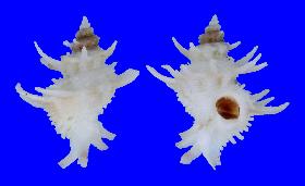 CORALLIOPHILIDAE CENTIMANUS - 18.90 mm - FINE+++/GEM - PHILIPPINES - SIQUIJOR ISLAND