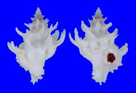 CORALLIOPHILIDAE DIADEMA - 28.30 mm - FINE+++/GEM - PHILIPPINES - BALUT ISLAND