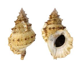 BURSIDAE TENUIGRANOSA - 186.30 mm - FINE+++/GEM - PHILIPPINES - ZAMBOANGA , MINDANAO ISLAND