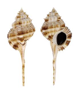 MURICIDAE DENTIFER - 112.90 mm - FINE+++/GEM - PHILIPPINES - ZAMBOANGA , MINDANAO ISLAND