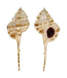 MURICIDAE DENTIFER - 114.50 mm - FINE+++/GEM - PHILIPPINES - ZAMBOANGA , MINDANAO ISLAND