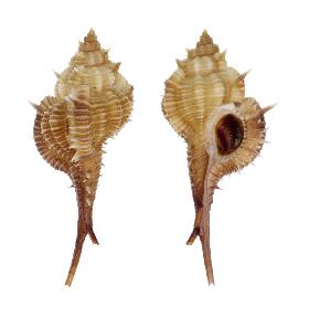 MURICIDAE MINDANAOENSIS - 66.10 mm - FINE+++/GEM - PHILIPPINES - CEBU ISLAND , TUBIGON