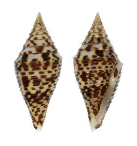 CONIDAE PRAECELLENS ANDREMENEZI - 35.90 mm - FINE+++/GEM - PHILIPPINES - ALIGUAY ISLAND