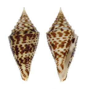 CONIDAE PRAECELLENS ANDREMENEZI - 36.60 mm - FINE+++/GEM - PHILIPPINES - ALIGUAY ISLAND