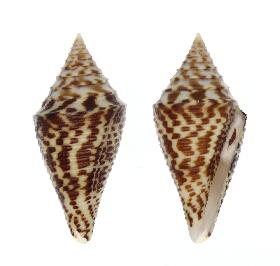 CONIDAE PRAECELLENS ANDREMENEZI - 38.50 mm - FINE+++/GEM - PHILIPPINES - ALIGUAY ISLAND