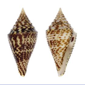 CONIDAE PRAECELLENS ANDREMENEZI - 38.80 mm - FINE+++ - PHILIPPINES - ALIGUAY ISLAND