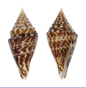 CONIDAE PRAECELLENS ANDREMENEZI - 42.20 mm - FINE+++/GEM - PHILIPPINES - ALIGUAY ISLAND