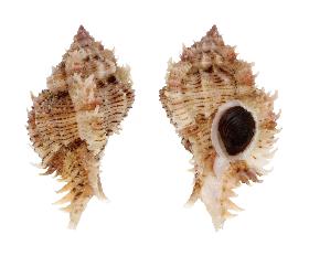 MURICIDAE PSEUDOSUPERBUS - 57.00 mm - FINE+++/GEM - PHILIPPINES - BALUT ISLAND