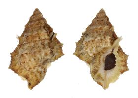 BURSIDAE IGNOBILIS - 47.80 mm - FINE+++/GEM - PHILIPPINES - BOHOL ISLAND