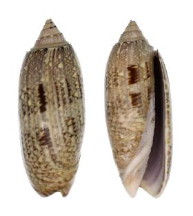 OLIVIDAE SAYANA - 61.10 mm - FINE+++ - USA - FLORIDA  , SANIBEL ISLAND