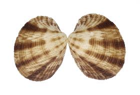 VENERIDAE CHEMNITZII - 57.70 mm - FINE+++/GEM - PHILIPPINES - BOHOL ISLAND