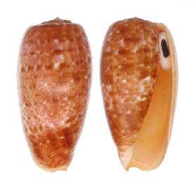 CONIDAE BULLATUS - 70.50 mm - FINE+++/GEM - PHILIPPINES - BOHOL ISLAND