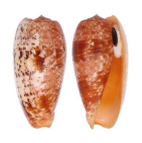 CONIDAE BULLATUS - 65.20 mm - FINE+++/GEM - PHILIPPINES - BOHOL ISLAND