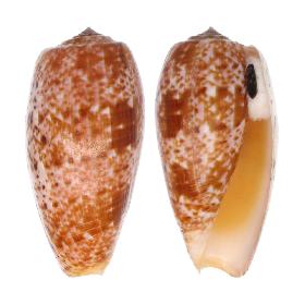 CONIDAE BULLATUS - 71.80 mm - FINE+++/GEM - PHILIPPINES - BOHOL ISLAND