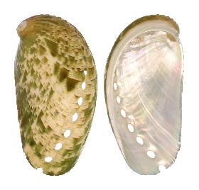 HALIOTIDAE ASININA - 72.80 mm - FINE+++/GEM - PHILIPPINES - PALAWAN , BALABAC ISLAND