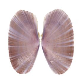 PSAMMOBIIDAE MACULOSA - 36.40 mm - FINE+++/GEM - PHILIPPINES - CEBU , MALAPASCUA ISLAND