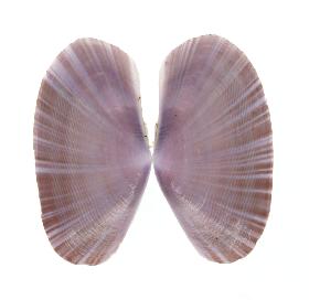 PSAMMOBIIDAE MACULOSA - 35.30 mm - FINE+++/GEM - PHILIPPINES - CEBU , MALAPASCUA ISLAND