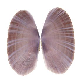 PSAMMOBIIDAE MACULOSA - 38.30 mm - FINE+++/GEM - PHILIPPINES - CEBU , MALAPASCUA ISLAND