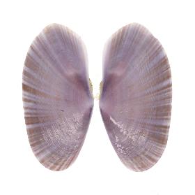 PSAMMOBIIDAE MACULOSA - 38.50 mm - FINE+++/GEM - PHILIPPINES - CEBU , MALAPASCUA ISLAND