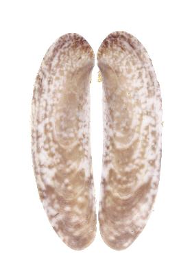PHARIDAE MARMORATUS - 62.70 mm - FINE+++/GEM - PHILIPPINES - CEBU , OLANGO ISLAND