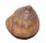 CALLIOSTOMATIDAE CALLIOSTOMA JUCUNDUM shell