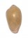 MARGINELLIDAE HYALINA KEENII shell
