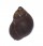 LITTORINIDAE LITTORINA NERITOIDES shell