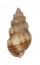 NASSARIIDAE NASSARIUS MENDICUS shell