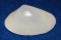 MACTRIDAE OXYPERAS ASPERSA shell